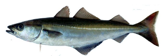 Pollachius virens_0012.jpg